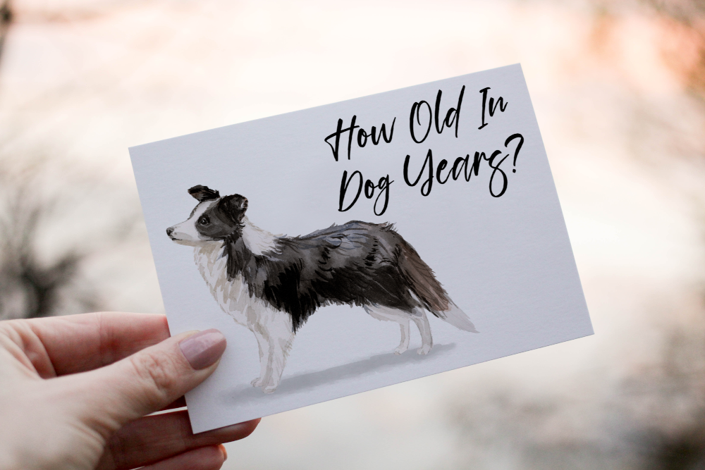 Collie Black & White Dog Birthday Card, Dog Birthday Card